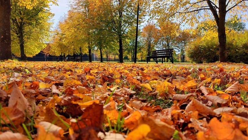 Piękna jesień 2023 w Parku-Zdrojowym w Busku-Zdroju....