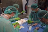 ZIELONA GÓRA: Mistrzostwa Polski w szyciu chirurgicznym studentów medycyny [ZDJĘCIA, WIDEO]