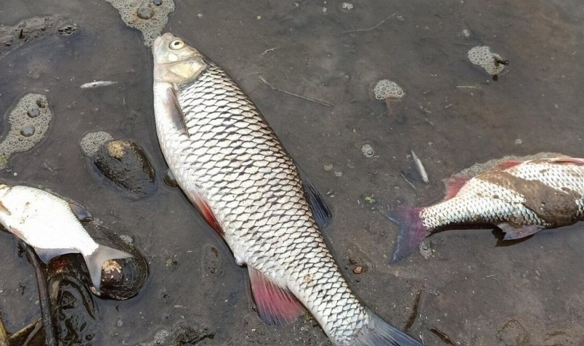 Śnięte ryby w naszym regionie!