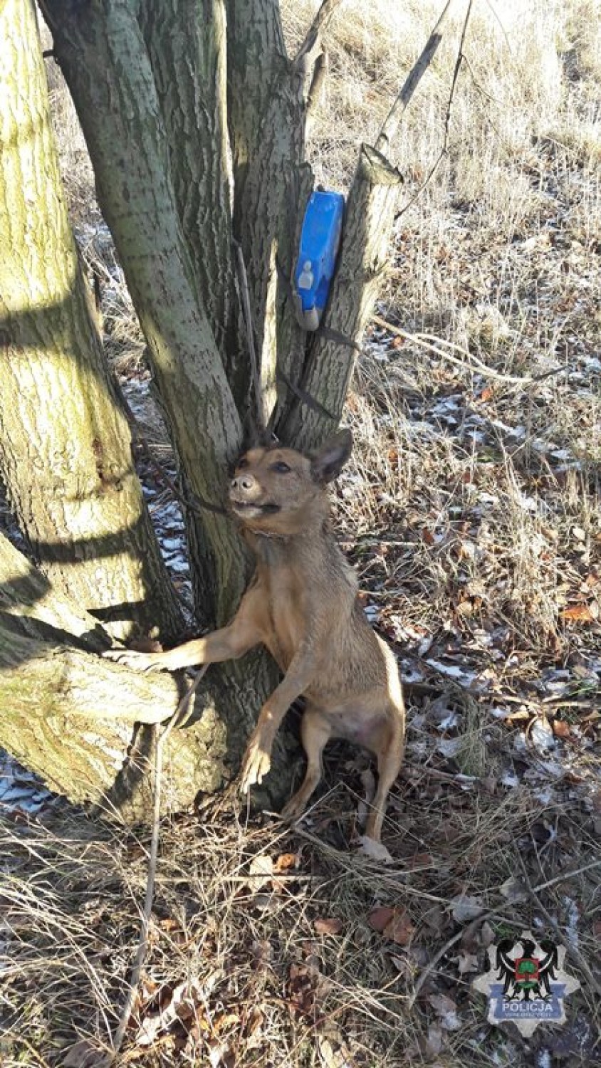 Wałbrzych: Osoba, która przywiązała psa do drzewa w rejonie ul. Łokietka wciąż poszukiwana