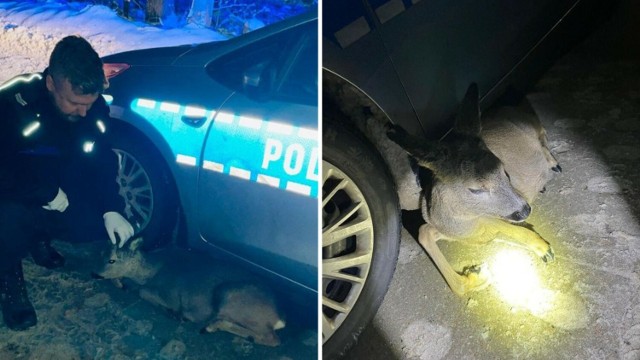 Policjanci z Wejherowa bez wahania pospieszyli z pomocą leżącemu na jezdni rannemu koziołkowi.