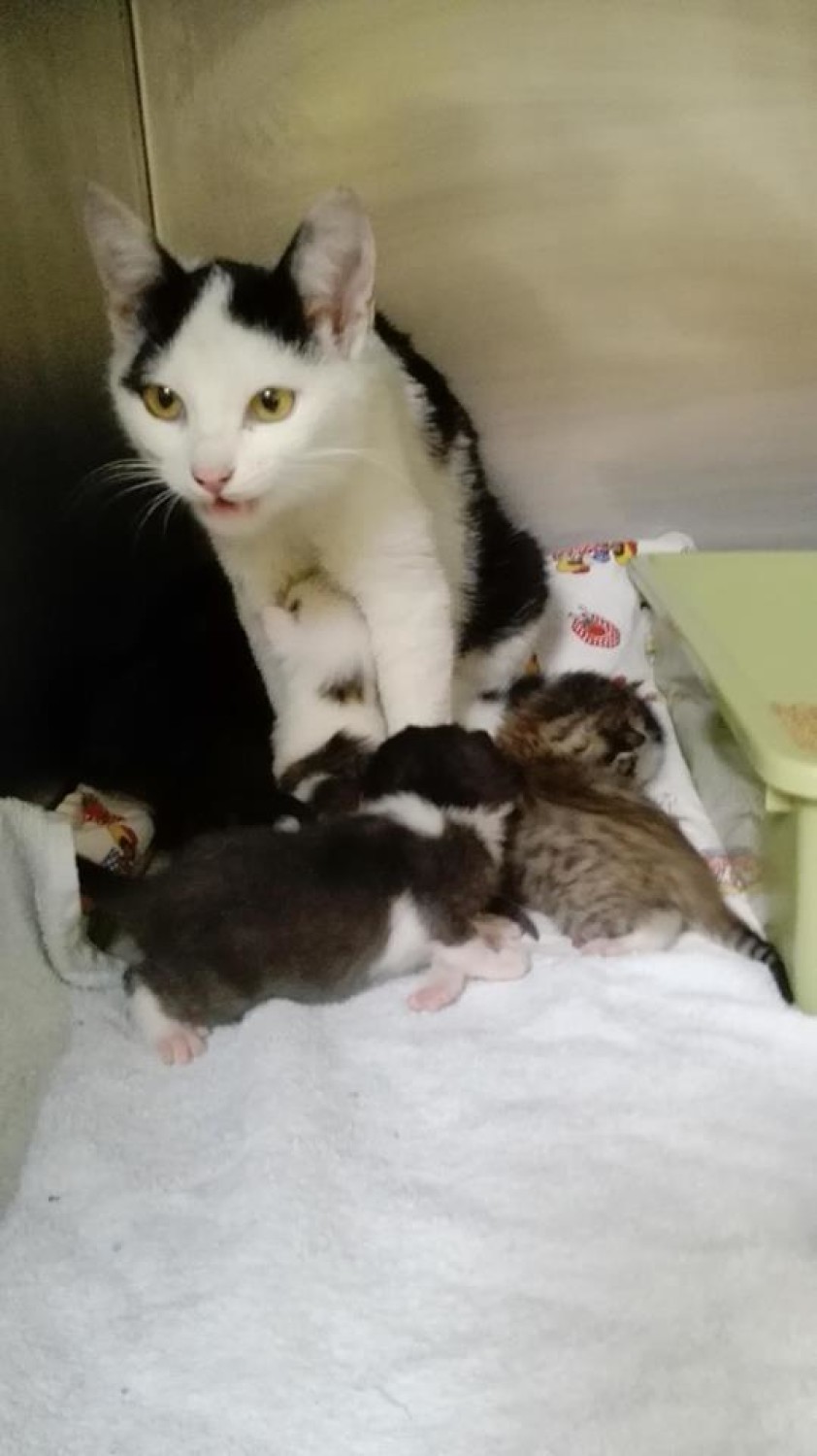 Porzucona chora kotka z maluchami w Piotrkowie Trybunalskim