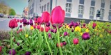 Dużo pięknych tulipanów zakwitło w centrum Sławna ZDJĘCIA