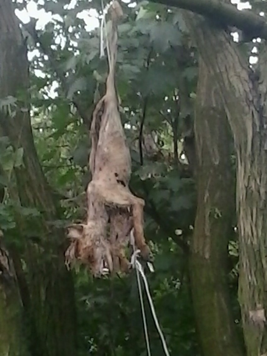 Piekary Śląskie: Mord psa. Zwierzę zostało powieszone na gałęzi [drastyczne ZDJĘCIA]