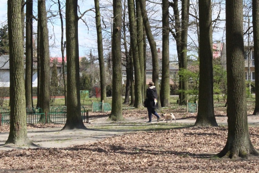 Przejażdżki rowerowe, spacery. Po rozluźnieniu obostrzeń bialczanie wybrali się do parku. Zobacz zdjęcia