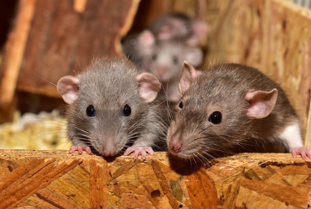 Szczury to prawdziwe szkodniki i realne zagrożenie