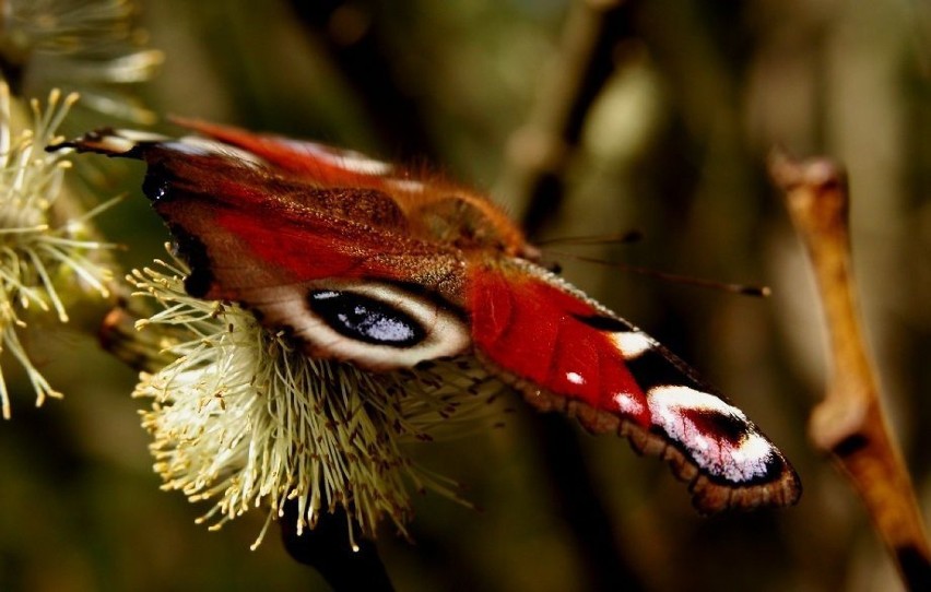Rusałka pawik (Aglais io)