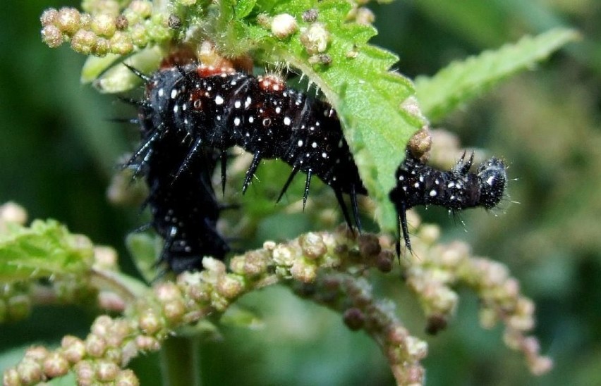 Rusałka pawik (Aglais io) / gąsienica