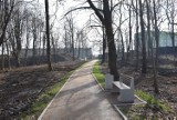 Park Ludowy w Michałkowicach wygląda jak plac budowy. Trwa rewitalizacja parku