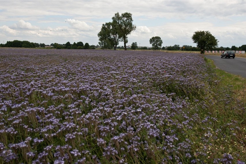 Fioletowe pola pod Wrocławiem. To kwitnąca facelia błękitna
