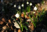 Śnieżycowy Jar: Kwiaty już kwitną. Kiedy odwiedzić rezerwat? Ten weekend jest idealny!