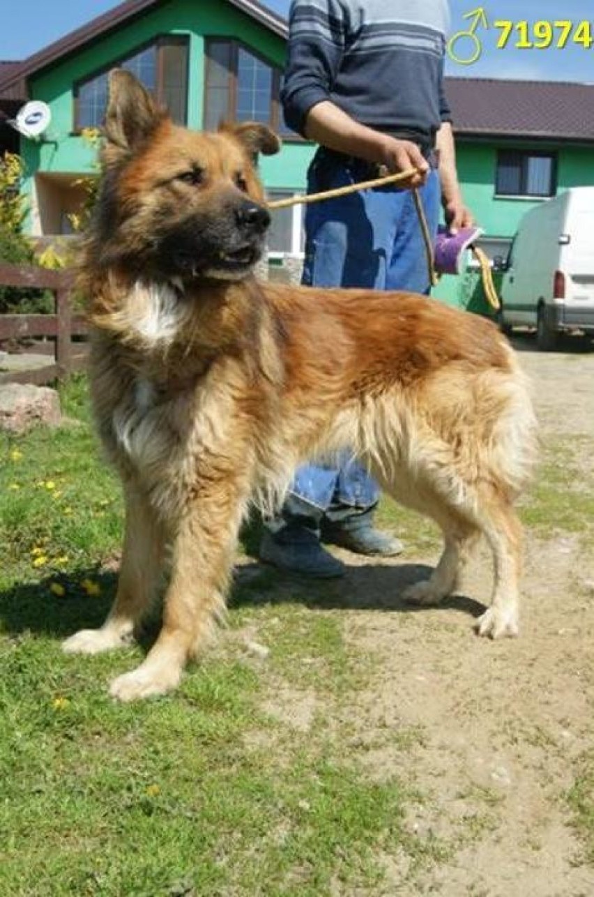 Zaadoptuj bezdomnego psa ze schroniska w Wojtyszkach. Na nowy dom czekają m.in. te, które trafiły tam z gminy Warta (zdjęcia)