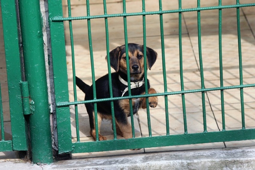 Te psy czekają na adopcję w legnickim schronisku, są także...