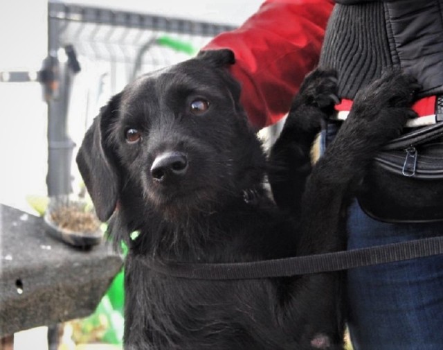 Deptak (nr 390) to psiak, który czeka na adopcję w piotrkowskim schronisku dla bezdomnych zwierząt
