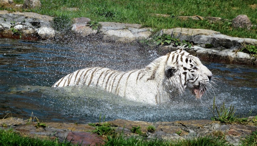 Tygrysy uwielbiają kąpiele. Te z Borysewa dotychczas miały...