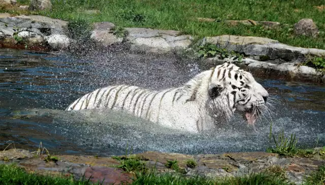 Tygrysy uwielbiają kąpiele. Te z Borysewa dotychczas miały do dyspozycji oczko wodne, w maju przybędzie specjalny basen