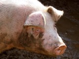 Po pijanemu ukradli z chlewa... 130-kilogramową świnię. Przez okno