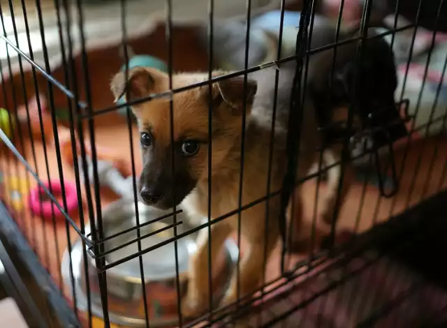 Psy i koty odebrane fundacji "Toruńska kocia straż" trafiły pod opiekę schroniska dla zwierząt przy ulicy Przybyszewskiego