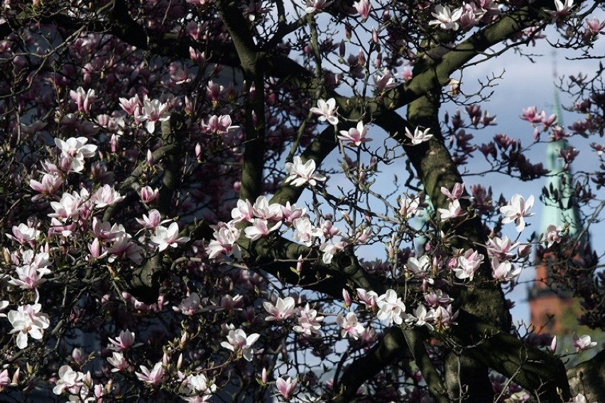 Zakwitły legnickie magnolie, największe rosną na skwerze Orląt Lwowskich [ZDJĘCIA]