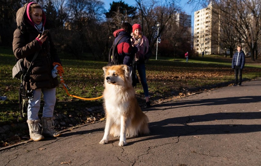 Schronisko na Paluchu podsumowuje 2019 rok. Trzy tysiące adopcji, ponad tysiąc powrotów do właścicieli. ''To rekordowy wynik''