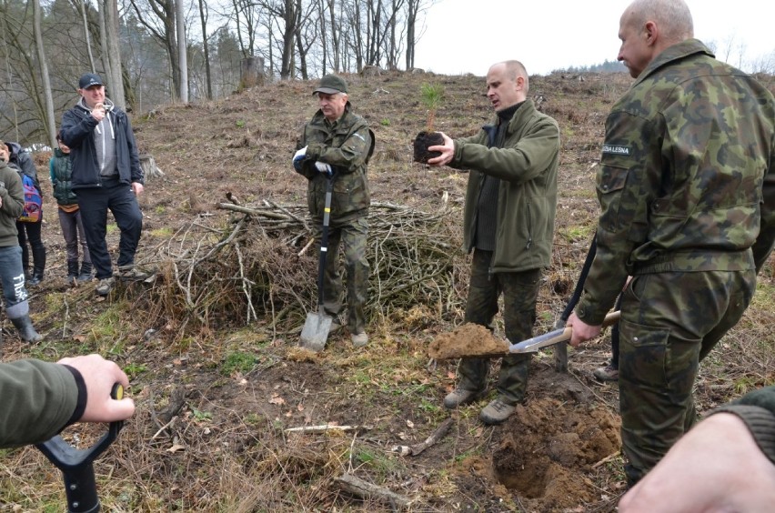 Sadzenie nowych drzewek w Nadleśnictwie Elbląg