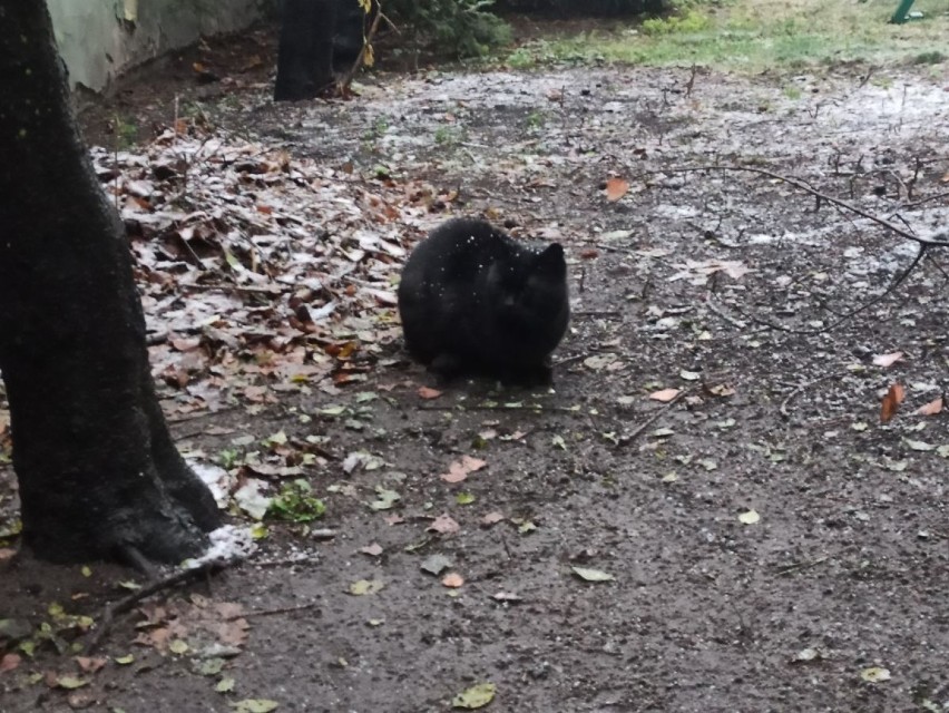 Tajemniczy zbieg okoliczności na Chojnach. Nie żyją dwa koty...