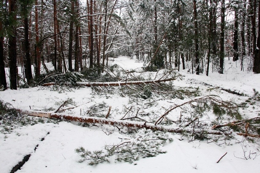 Zalegający na drzewach śnieg sprawia, że pod jego naporem...