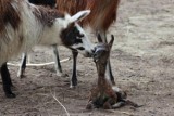 Mała lama urodziła się w Myślęcinku [zdjęcia]