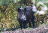 Wiózł rannego dzika, zwierzę padło podczas drogi. Inspekcja: to padlina. Kara: 11 tys. zł