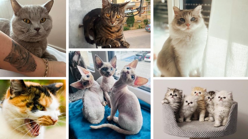 17 lutego obchodzimy Dzień Kota! Zobacz galerię zdjęć kotów z powiatu szamotulskiego. Może to właśnie twój pupil został gwiazdą internetu?