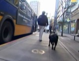 Pies ze Seattle samodzielnie dojeżdża autobusem do parku (wideo)