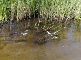 Śnięte ryby w rzece Bolemce. WIOŚ w Pile ustala przyczynę (ZDJĘCIA) 