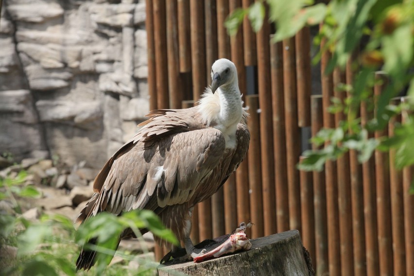 Sępy w zoo w Łodzi w nowej wolierze