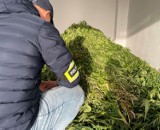 Mieszkanka gminy Pęczniew przyłapana przez poddębicką policję na uprawie... marihuany. Jaka kara grozi kobiecie? ZDJĘCIA