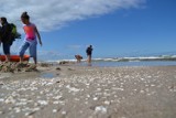 Mierzeja Wiślana. Na plaży w Jantarze