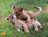 W śląskim ZOO urodziły się cztery lwiątka angolskie! Kiedy je zobaczymy?