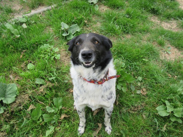 Rayan w schronisku zamieszkał w marcu 2019r. Jest sympatycznym, łagodnym i przyjaznym psem.