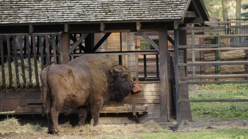 Pomóż dokarmić zwierzęta! Przynieś żołędzie do Zoo Akcent