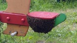 Gdańsk: Rój pszczół na huśtawce na placu zabaw! Konieczna była interwencja strażników miejskich i pszczelarza