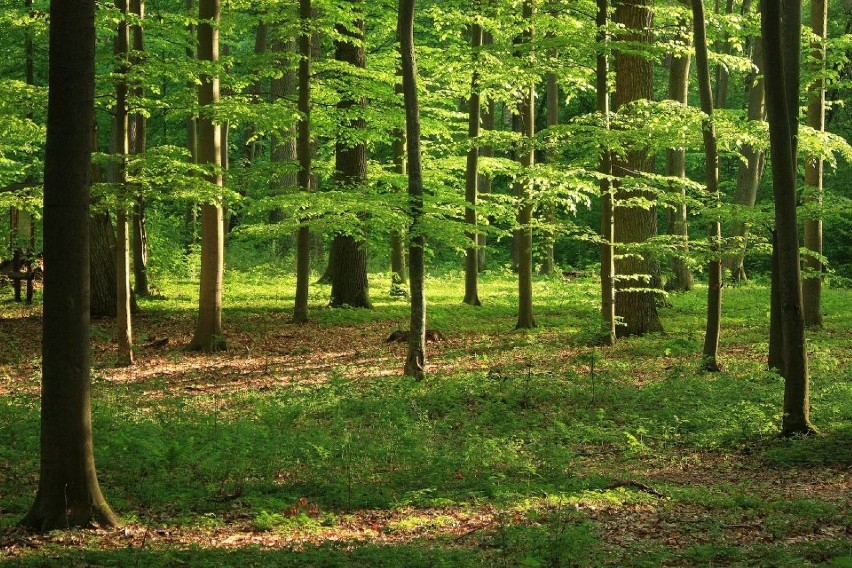 Miejska Fabryka Czystego Powietrza na osiedlu Za Rzeką