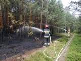 Pożar na terenie Nadleśnictwa Lubliniec ZDJĘCIA Spłonęły 4 ary lasu. Podejrzewane podpalenie - celowe lub nieumyślne