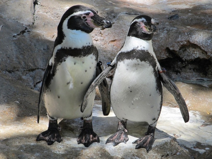 Pingwiny peruwiańskie