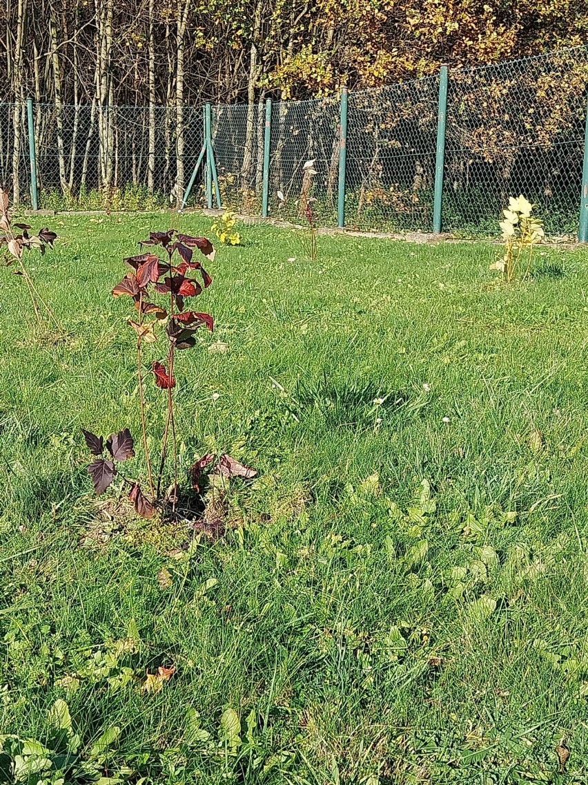 W gminie Jasło posadzono 50 drzewek i krzewów miododajnych