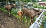 Młodziutki łoś Lukier, kangurek i muflony - poznajcie nowych mieszkańców zoo w bydgoskim Myślecinku [zdjęcia] 