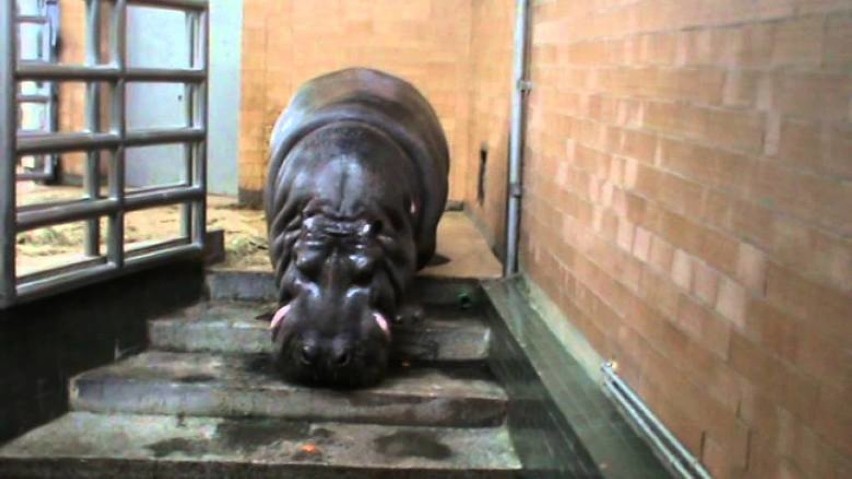 Nie żyje hipopotam Hipolit z chorzowskiego zoo - najstarszy hipopotam nilowy w Europie