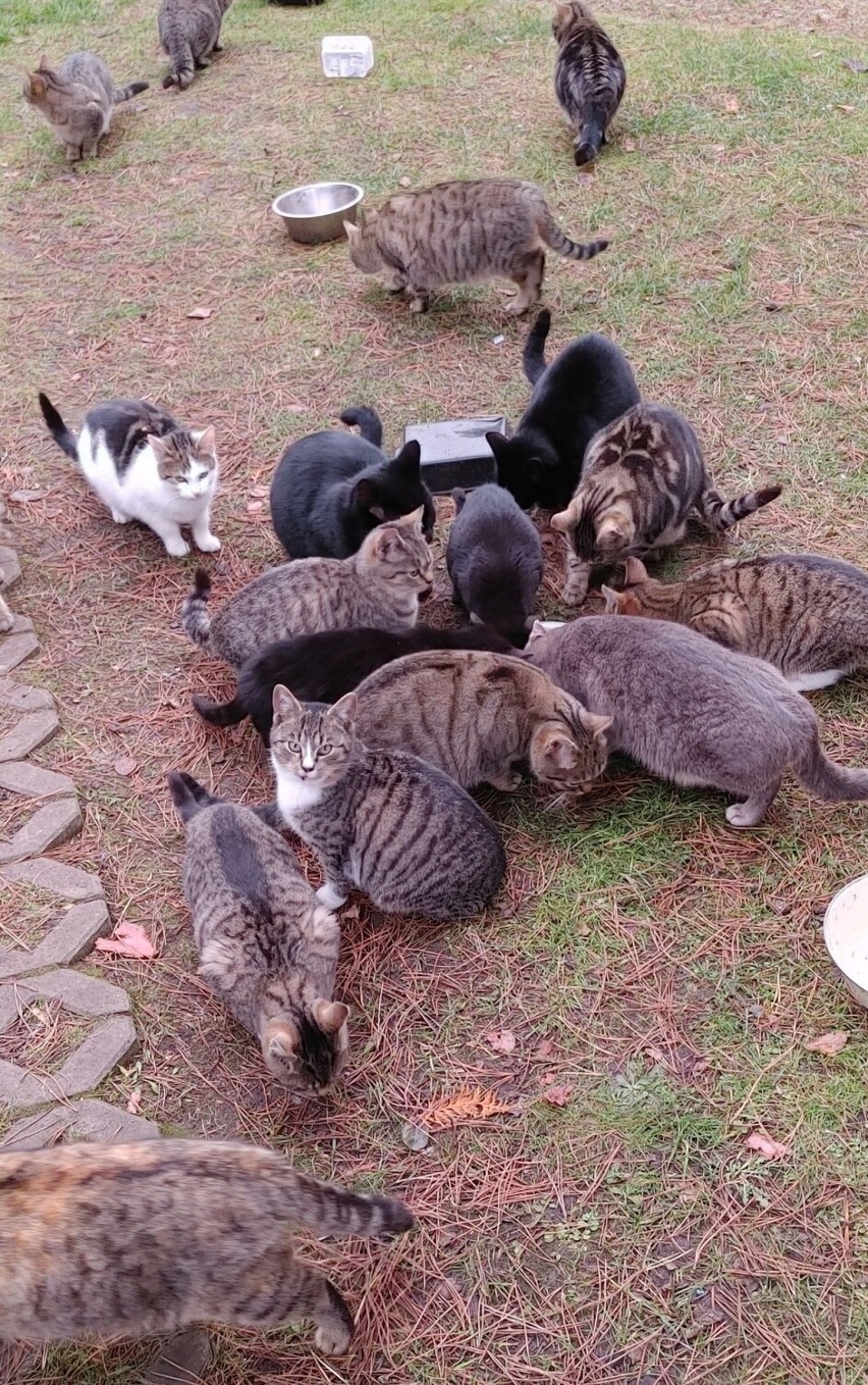 Uczniowie ze szkoły w Rzewniu pomogli bezdomnym kotom