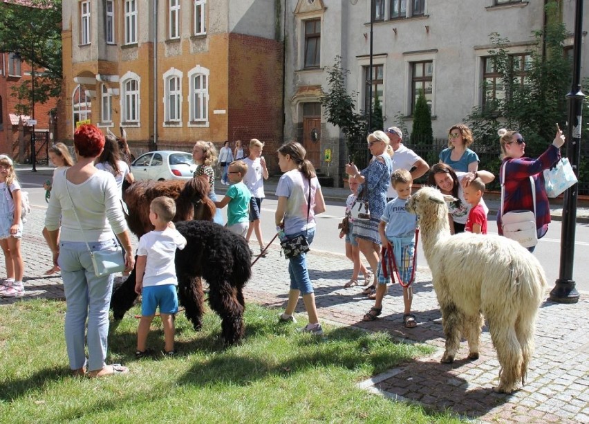 Lamy i alpaki pod Miejską Biblioteką w Lęborku [ZDJĘCIA]