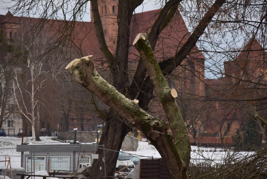 Malbork. Wycinka drzew na Sierakowskich zbulwersowała jednego z mieszkańców. Czy w mieście jest za dużo zieleni?