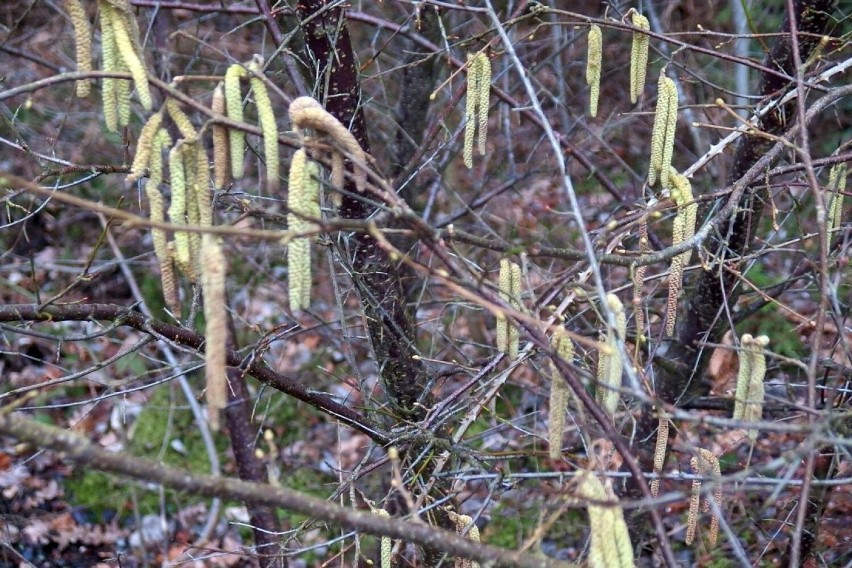 Pierwsze oznaki wiosny w starachowickich lasach i ogródkach. Zobacz zdjęcia 