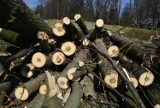 Katowice: będzie wycinka 22 drzew ze  skweru Roździeńskiego w Szopienicach